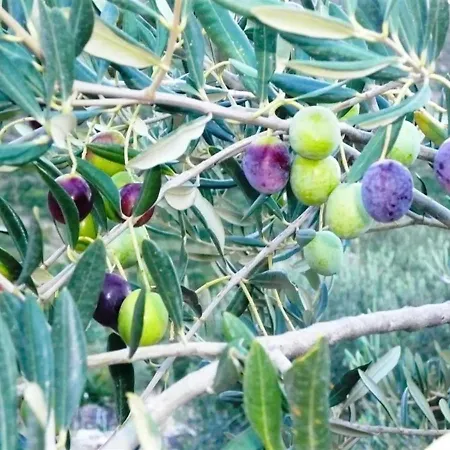 Traditional Dalmatian Lavander & Sage فندق